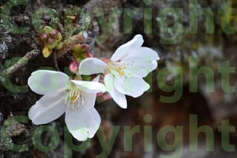Cherry Blossom photo canvas print - original artwork 1