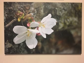 Cherry Blossom photo canvas print - original artwork 2