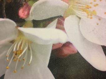 Cherry Blossom photo canvas print - original artwork 3