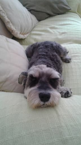 Dog Sitting (boarding) in May 1