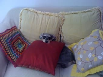 Dog Sitting (boarding) in May 2