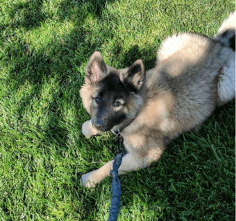 Puppy playdates on campus 1