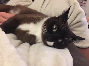 Temporary home needed for 2 cats – will pay! 1