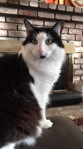 Temporary home needed for 2 cats – will pay! 2