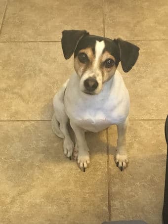 White Jack Russell/rat terrier mix missing 1