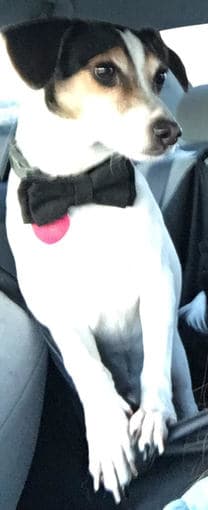 White Jack Russell/rat terrier mix missing 2