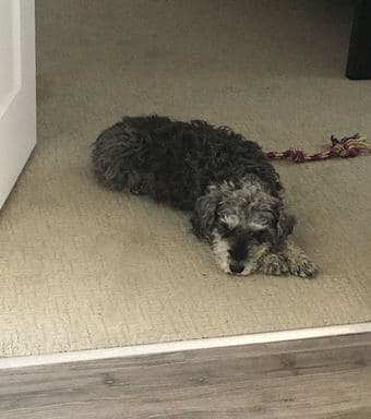 Couple + Small, cute and trained dog searching for 1 Bedroom 1