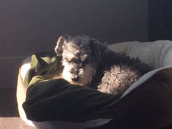 Couple + Small, cute and trained dog searching for 1 Bedroom 2