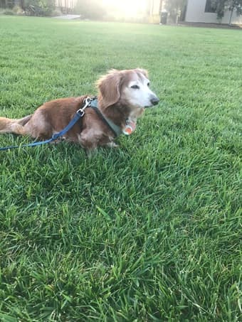 Wanted: housing for academic year for phd student with dog 1