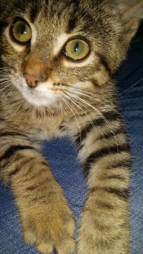 Host Family for my cat during Christmas Holidays 1