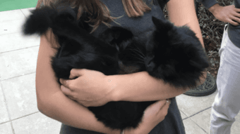 Sweetest cat needs a new home 1