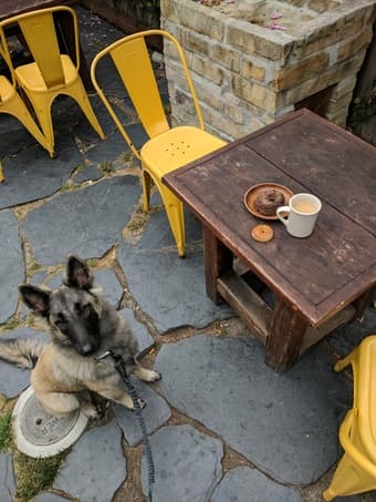 Mon-Fri daytime companion dog 2