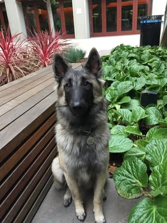 Mon-Fri daytime companion dog 1