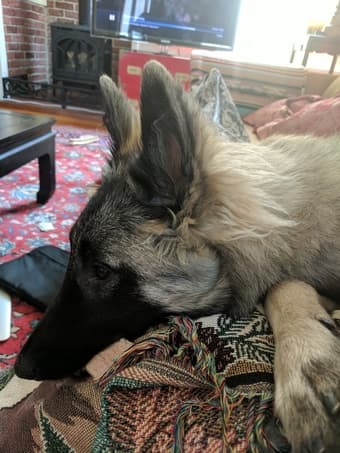 Mon-Fri daytime companion dog 3