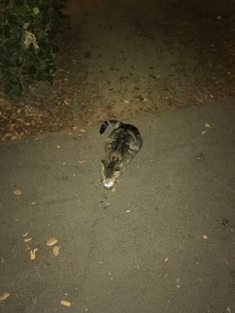Found sweet cat with no collar outside Blackwelder 1