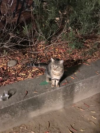 Found sweet cat with no collar outside Blackwelder 2