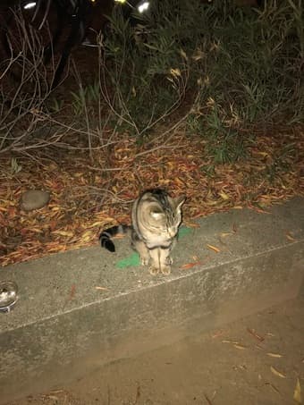 Found sweet cat with no collar outside Blackwelder 3