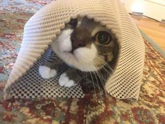 Looking for a cat sitter for my very friendly kitty Jan 4-19 1