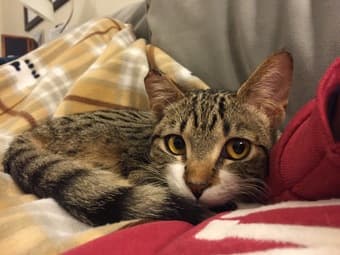 Looking for a cat sitter for my very friendly kitty Jan 4-19 2