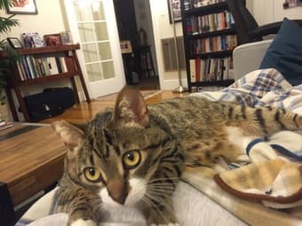 Looking for a cat sitter for my very friendly kitty Jan 4-19 3