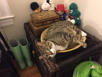 Looking for a cat sitter for my very friendly kitty Jan 4-19 4