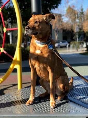 Stanford Couple Looking for a 1 or 2 bedroom apt starting in May 2018 2