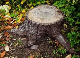 Yard Work, Landscaping, Stump Removal 1