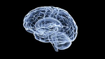 Paid Research Opportunity - Prediabetes and Brain Aging 1