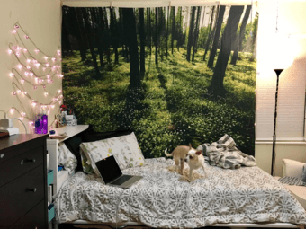 Avail. May 18th - 1 bedroom in 2bd/1ba by Alma st and Colorado Ave 4