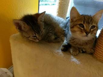 Seeking home for these adorable kittens, each tested as FIV positive 1