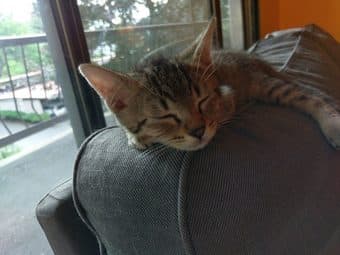 Seeking home for these adorable kittens, each tested as FIV positive 2