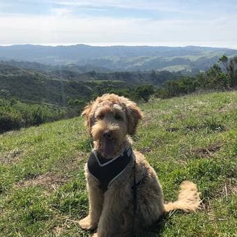 Young professional & labradoodle looking for roommate for 2b/2ba 1