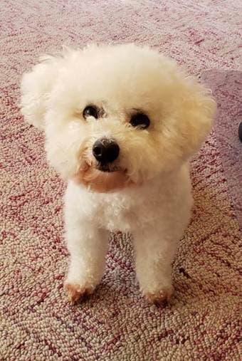 Looking for ~1000 sqft housing to rent, sm dog allowed 1