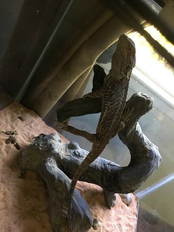 Sungold Bearded Dragon 1