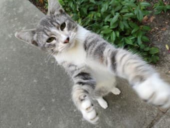 Sweet Tabby Kitten Looking for a Forever Home 1