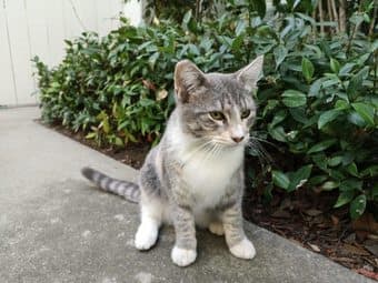 Sweet Tabby Kitten Looking for a Forever Home 2
