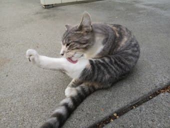 Sweet Tabby Kitten Looking for a Forever Home 3