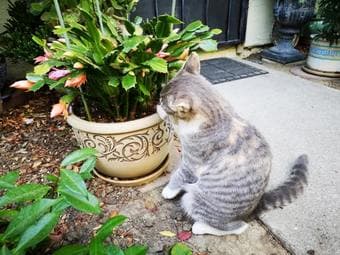 Sweet Tabby Kitten Looking for a Forever Home 4