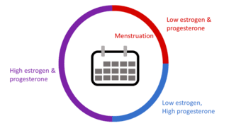 Seeking volunteers for Menstrual Cycle Study 1