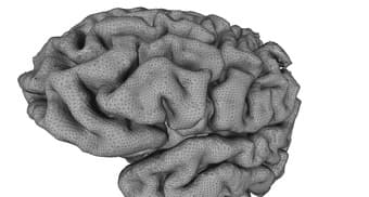 Human Neuroscience Research Assistant 1