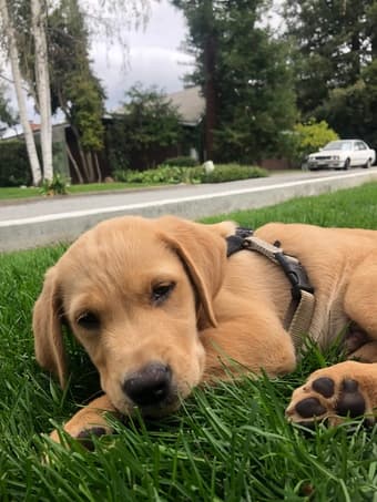 Looking for midday puppy sitter Tues/Thurs 1