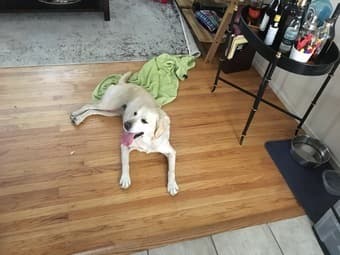 Downtown Menlo Park room in 2 BR/1Ba, September 1 2