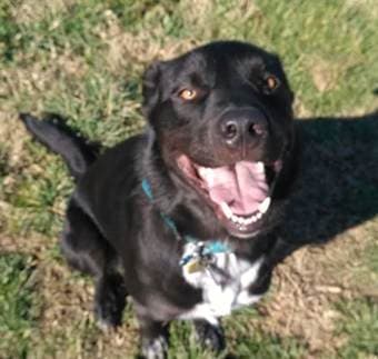 couple + adorable dog looking for housing April 21-June 5 (flexible) 1