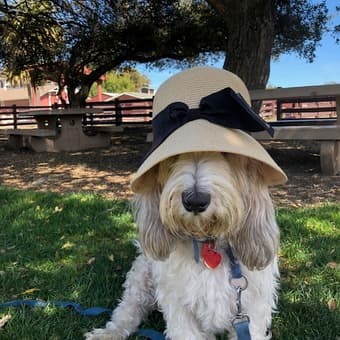 ISO Wednesday Mid - day dog walker/helper 1