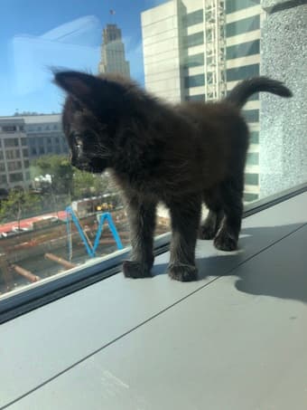 7 week old kitten needs new home 1