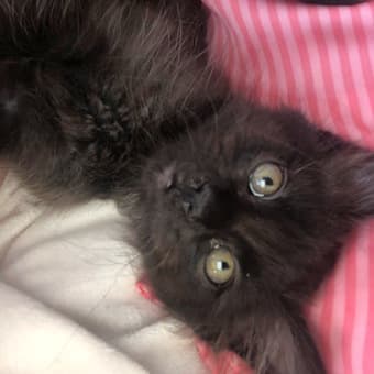 7 week old kitten needs new home 2