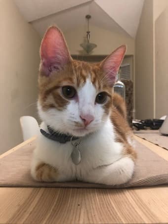 Cat sitter needed starting June 22nd-adorable cat! 1