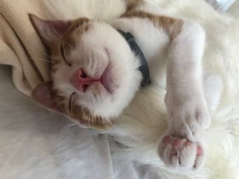 Cat sitter needed starting June 22nd-adorable cat! 2