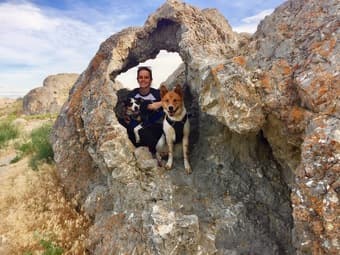 Stanford post-doc + 2 dogs looking for in-law or room in shared home 1