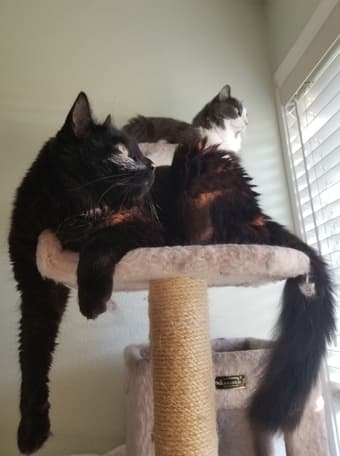 Want to have two adorable cats for a month? 1